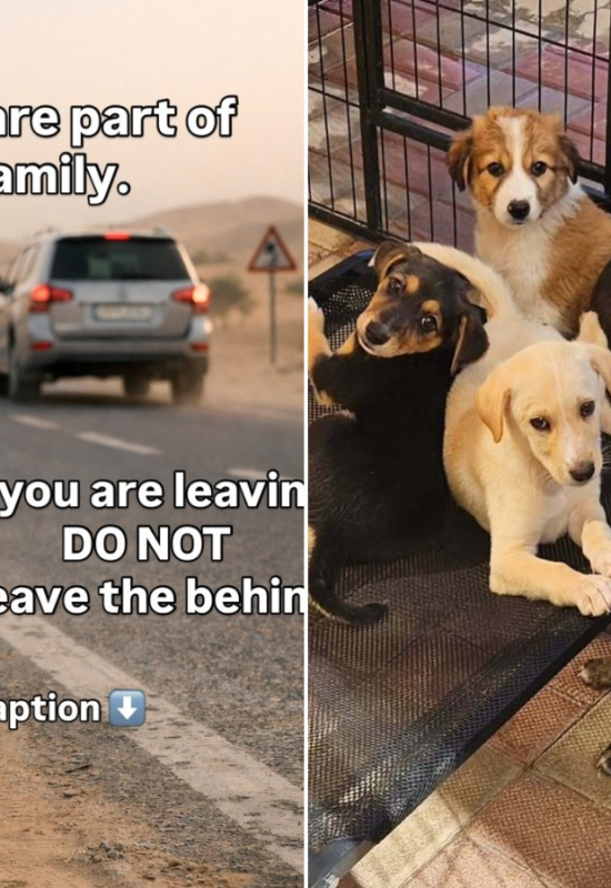 Fuga da guerra leva tutores a abandonar animais e buscar eutanásia em Dubai, alertam ONGs